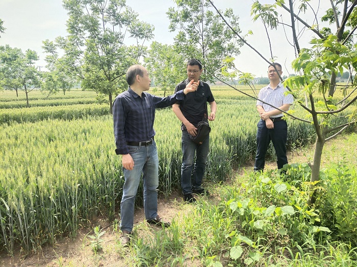 3灵璧县冯庙镇宏樽晨铭薄壳山核桃种植基地.jpg